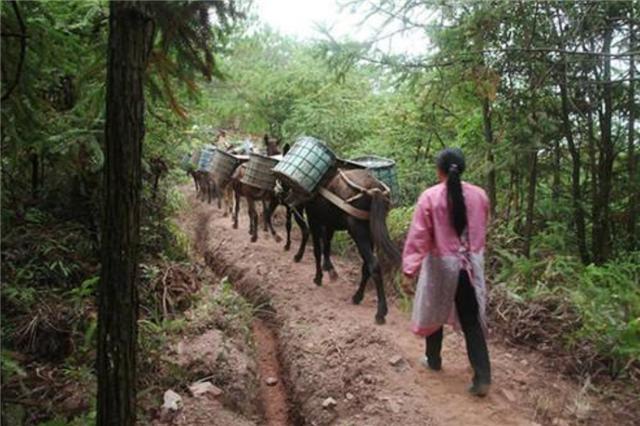 臆说古史|直击“骡马帮”夫妻的真实生活：密林深处干活，月收入4万