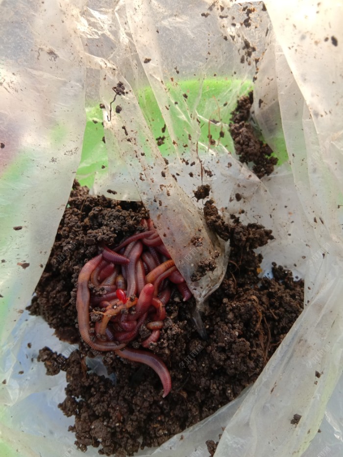 武汉|带伤上阵,电网工泛滥鱼获不佳