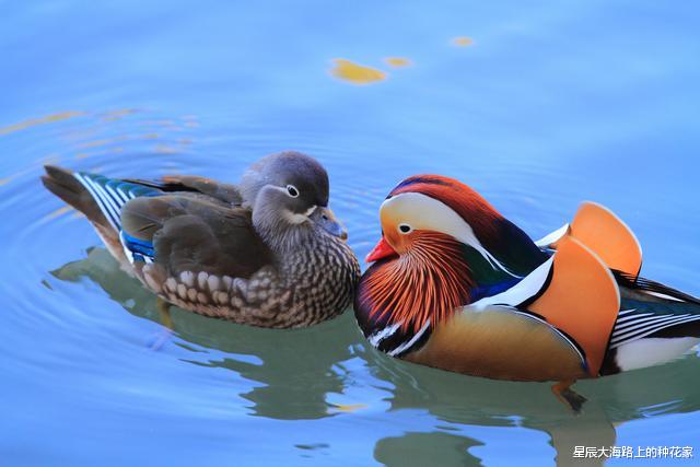 黑猩猩|“一夫一妻”的动物,如果一方死了,它们能经受住交配的诱惑吗?