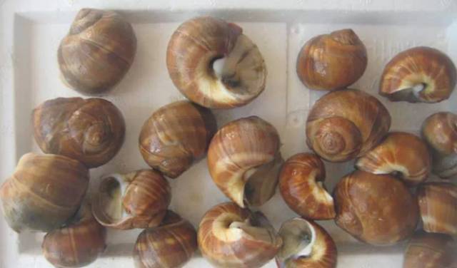 鱿鱼|开海了！这84种海鲜，你都认识吗？