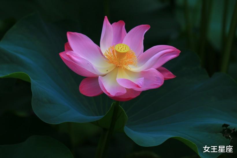 「天蝎座」6月18号,运势畅通,4生肖一顺百顺,生意兴隆,日子扬眉吐气