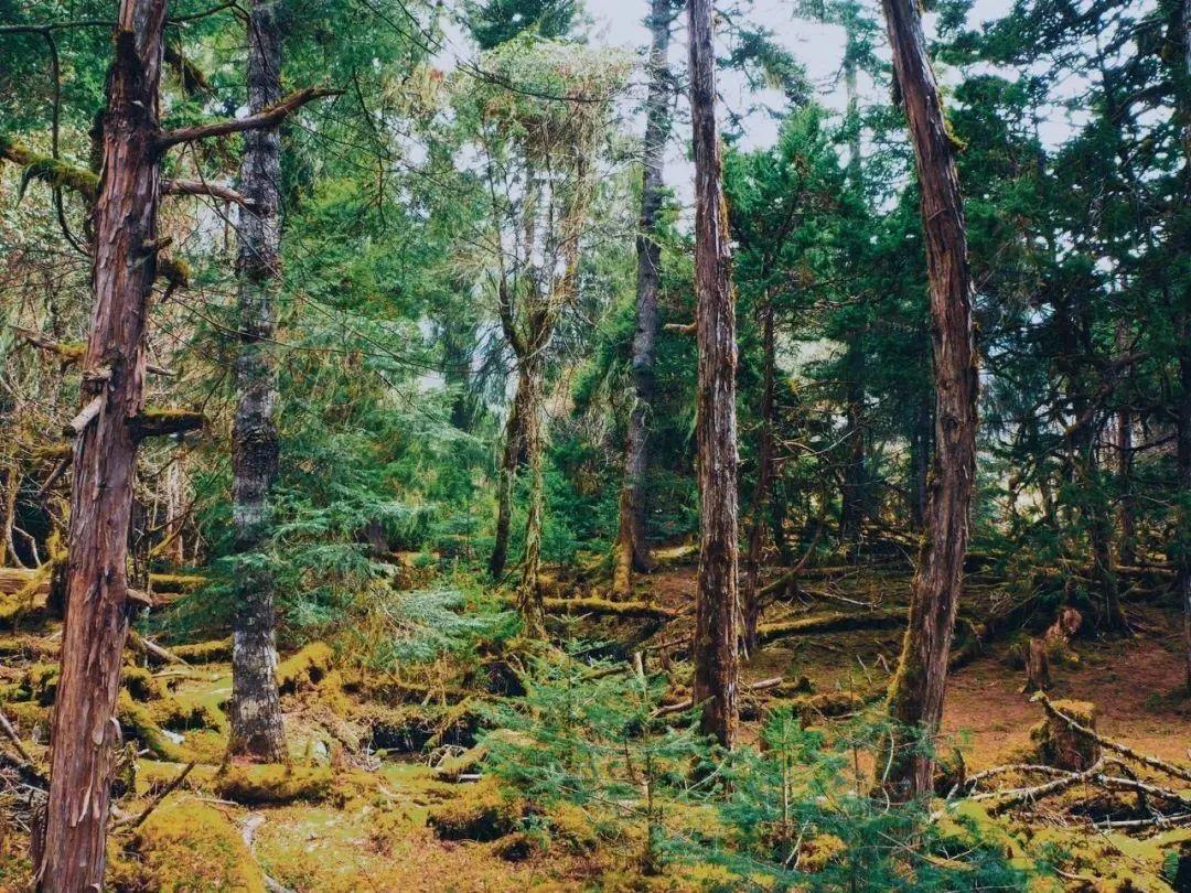 林芝|林芝一定要来两次,一次是春天,一次是秋天