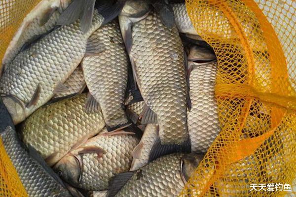 鲫鱼|冬季手竿钓鲫鱼,想要渔获多而且大,不宜选择老钓位,你可知为何