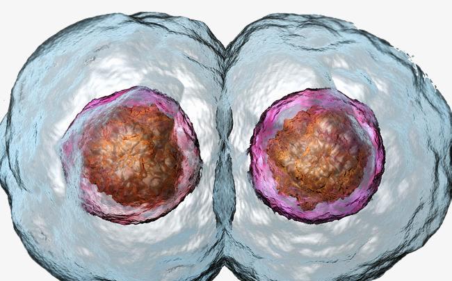 科学家|为何现在很少听到克隆的消息了？看完“多莉”的一生，你就明白了