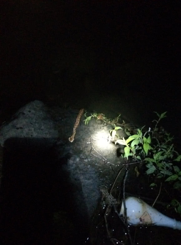 玉米：打死一条来一条，男子夜钓连打五条大蛇，网友：太残忍