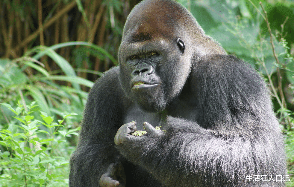 豹子|银背大猩猩肌肉发达，成年以后没天敌？天敌不缺，遇到了就只能逃