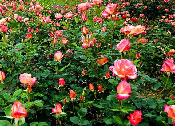 运势|9月份福气临门，4属相顺风顺水，金玉满堂，生活越过越滋润