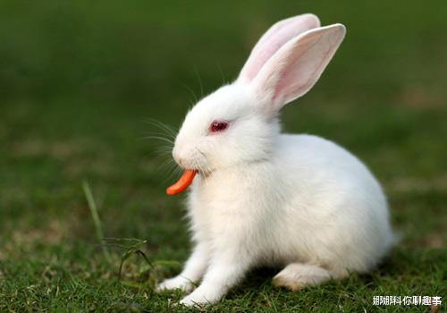 生肖|生肖兔：再过2天，即将发生“声泪俱下”的大事！