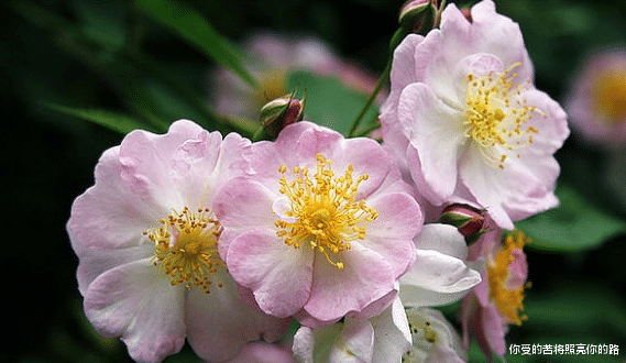 「运势」未来一周，4属相出门撞大运，运势上上吉，桃花旺喜脱单