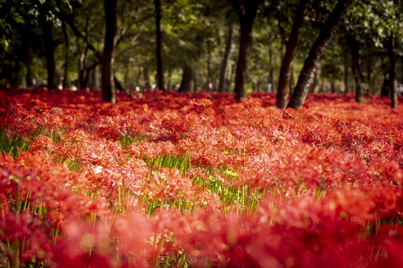 #生肖#7月上旬期间,桃花运极好,姻缘喜相逢,爱情洒满幸福的四大生肖