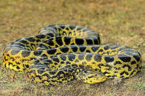 「」蟒蛇和蚺蛇的区别