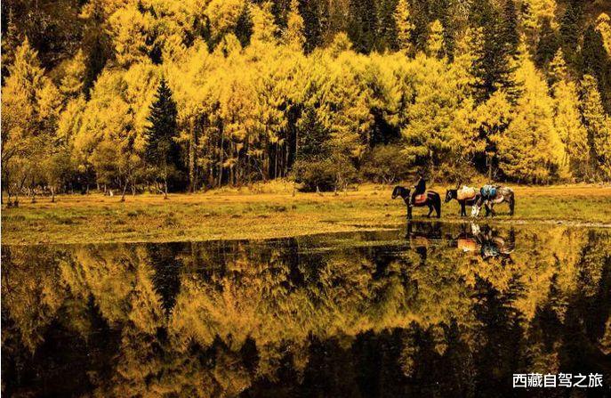 若尔盖|景 | 再过一个月，来看世间醉美的秋天！