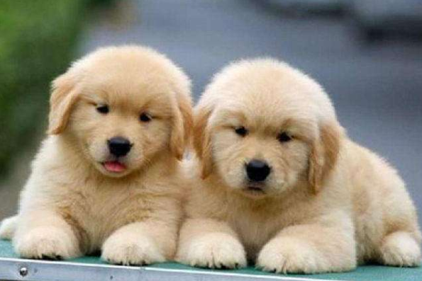 生肖|1970年50岁狗，您已走到人生十字路口，以后命运会怎么样？