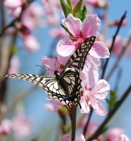 大旺|8月份开始，4属相鸿运当头，桃花大旺，开门大吉，福气满满