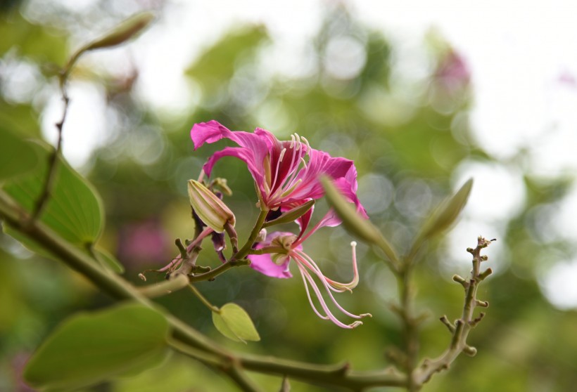 「生肖」未来一周,姻缘大好,桃花运十足,爱情已经到来的四大生肖