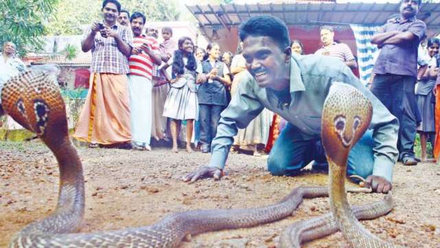 毒蛇|蛇的弱点是什么?如果在野外遇到蛇,要怎么逃脱?