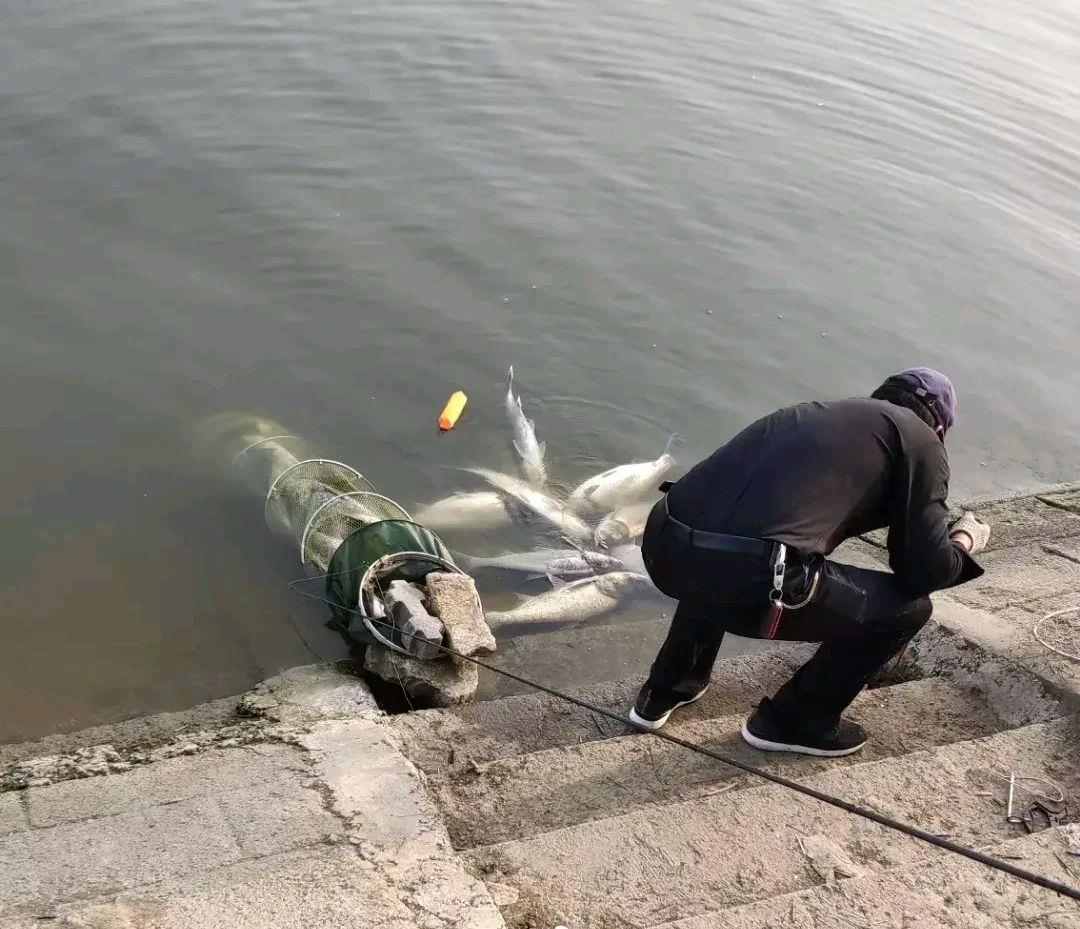 沂河|贪婪！沂河鲢鳙鱼被人疯狂钓上岸鱼护都撑爆了，这样钓合适吗？