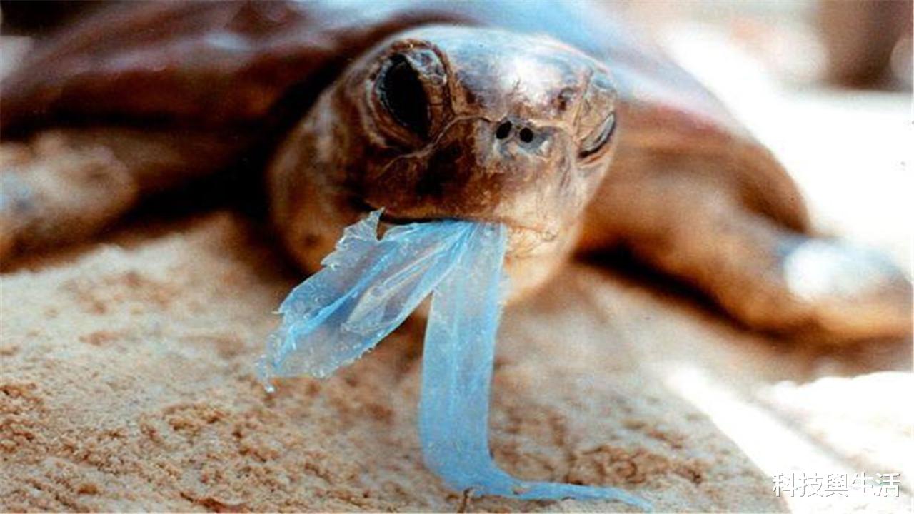 马里亚纳海沟|马里亚纳海沟万米深处，出现令人不安的东西，科学家坐不住了！