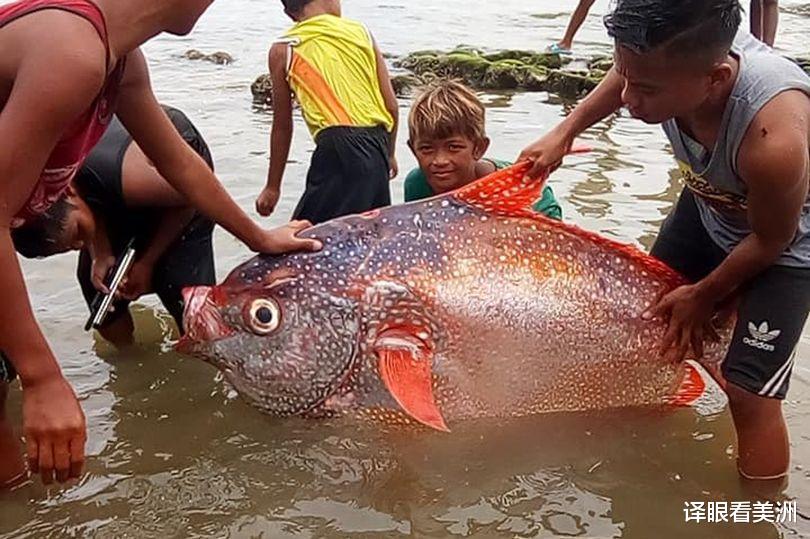 6.6級地震後菲律賓漁民在海面上撈到罕見深海巨魚，有人恐為噩兆-圖4