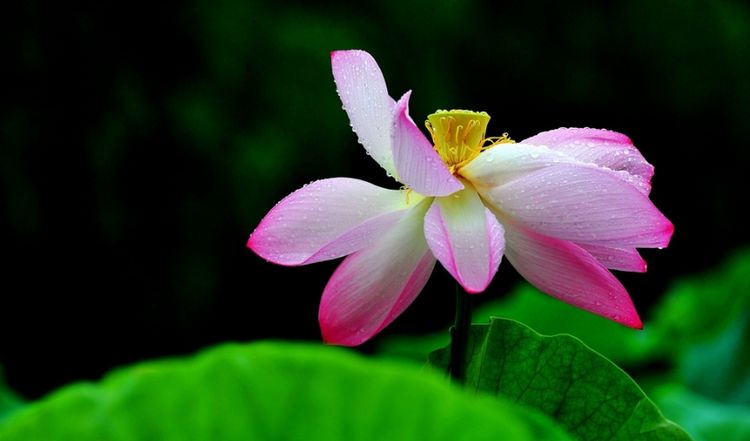 #占有欲#“年纪越大，越?孤单”的三个生肖，子女也不在身边，日子很可怜