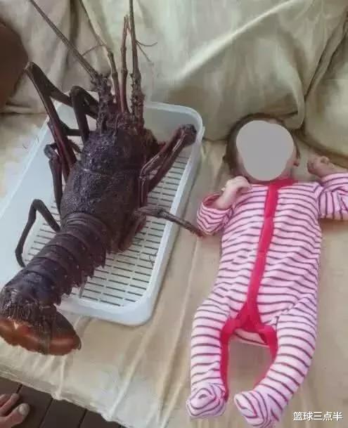 「蟒蛇」澳大利亚真是神奇的地方, 随处可见奇怪又巨大的生物, 很恐怖!