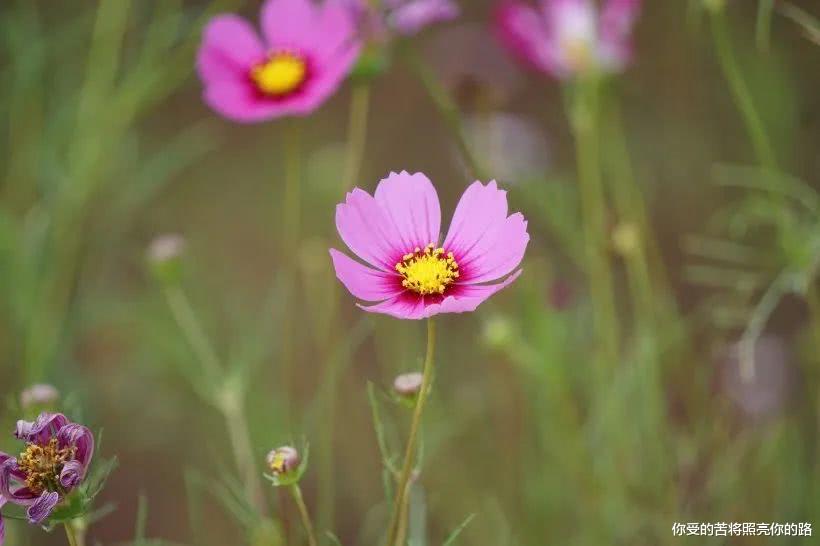 #生肖#6月下旬，桃花一路开，迎来了财运，将要牵手注定姻缘的四大生肖