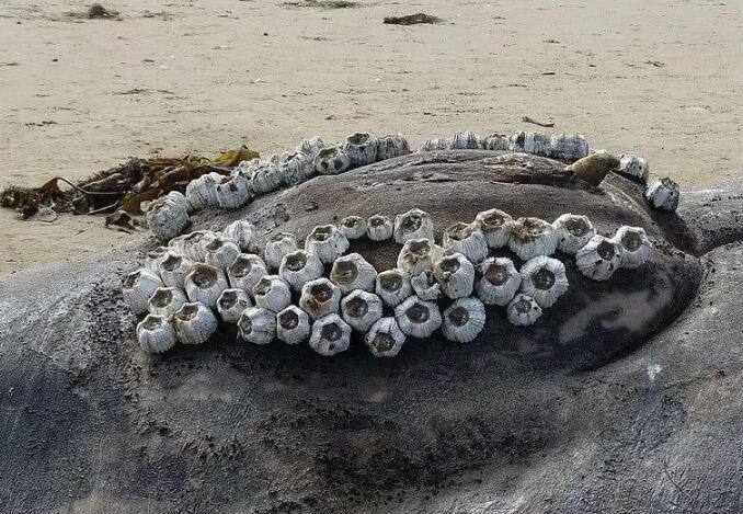 鲸鱼|鲸鱼身上为什么会有密密麻麻的“凸起物”？而鲸鲨却没有？