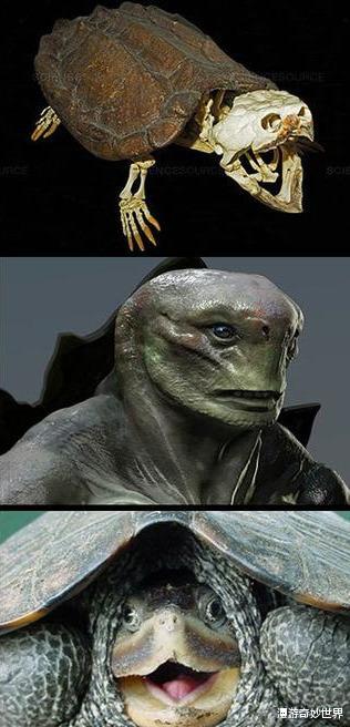 长征七号|动物的头骨和外形反差有多大？和预计的差太多了吧！