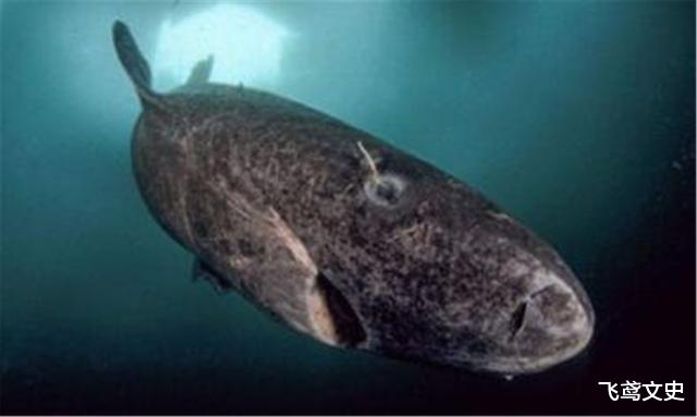 鲨鱼|被死神遗忘的鲨鱼，从明朝活到现在，已500多岁，网友直呼：成精了