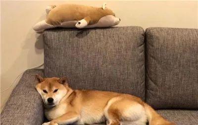 阿柴只要听到这两字，就会主动乖乖躺好，不信你试试