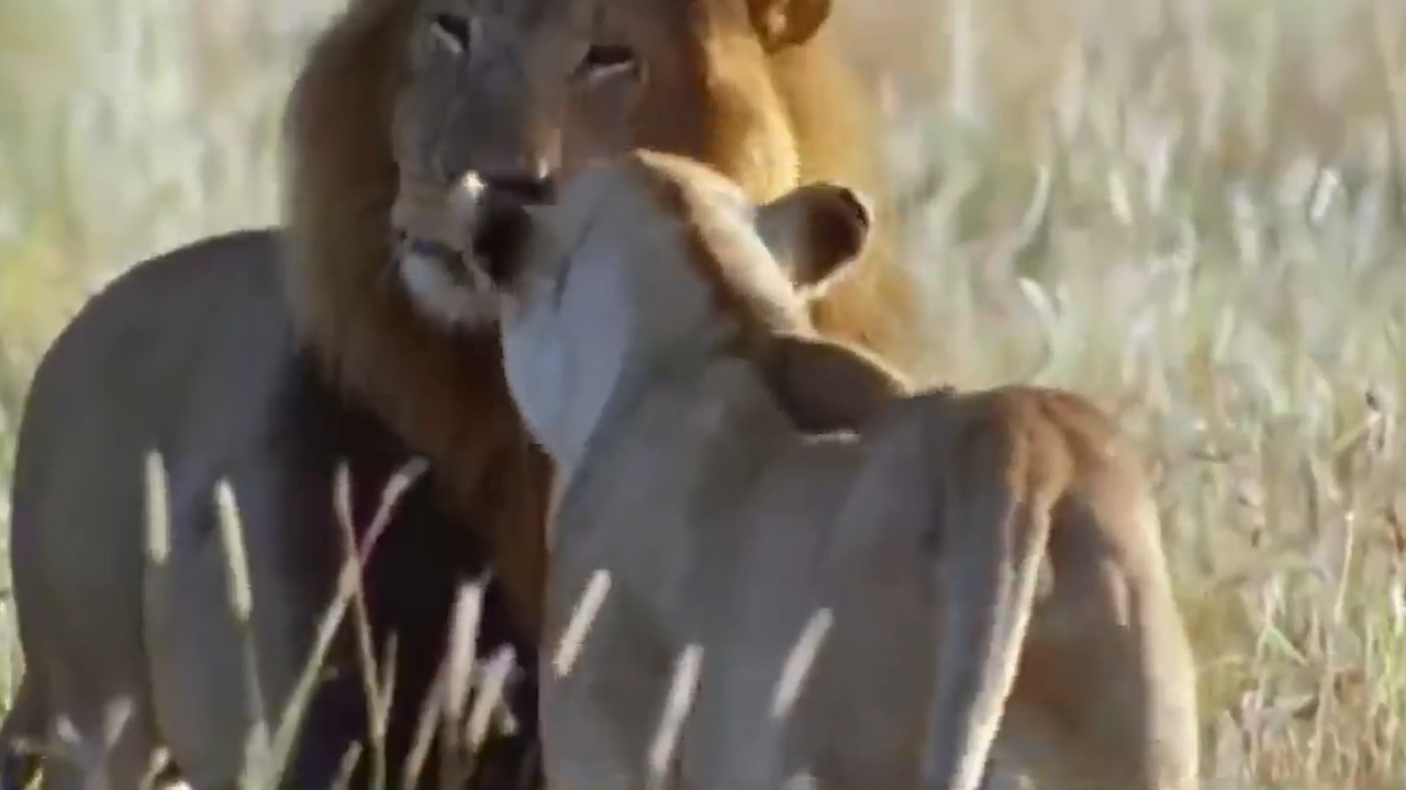 #狮子座#耐心十足,先苦后甜的几大生肖人,6月开头熬出精彩