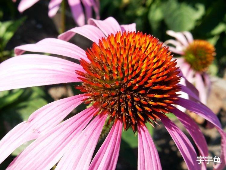 生肖|9月开始财厚运旺，贵人入运，付出没有白费的四大生肖