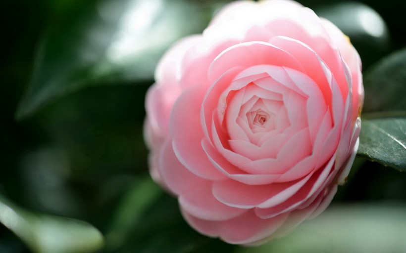 「生肖」6月底期间，姻缘加身，佳人才子，花成蜜就，恩爱余生的四大生肖