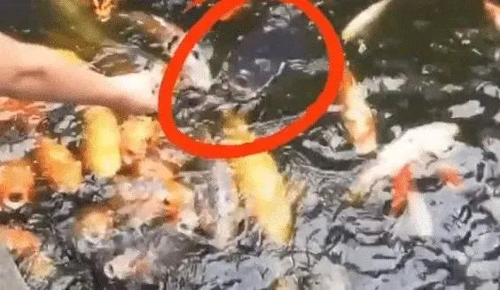 『』鲤鱼“莽子”遇害后续：市民陆续投放二莽三莽四莽，结果...