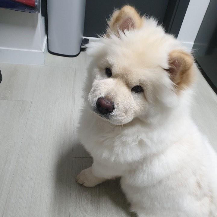 超越网红！松狮犬这个举动让网友笑喷：你最可爱哦！