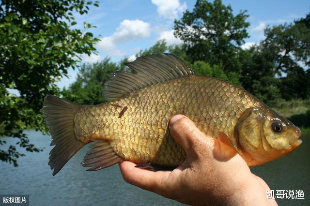 「」鱼星多不吃钩？多半是水底有“问题”，想要钓上鱼先学会判断