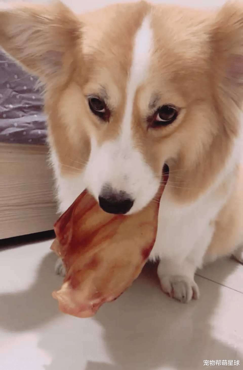 柯基犬|48斤柯基为拒绝游泳减肥,秒做翻滚动作让网友笑喷!