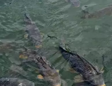 []五月，湖库钓鲤鱼的经验总结