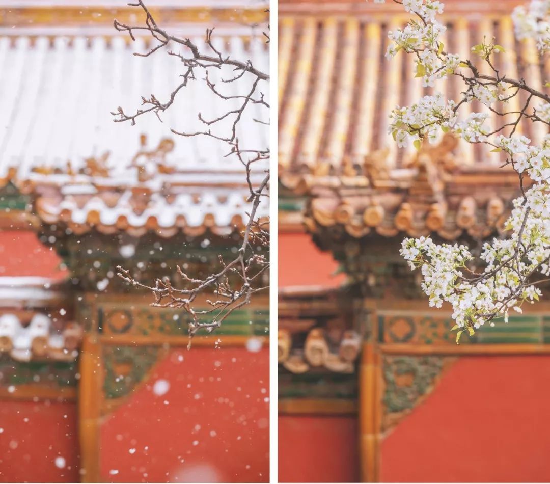 全网爆火的故宫雪景图和猫，是她拍下的。