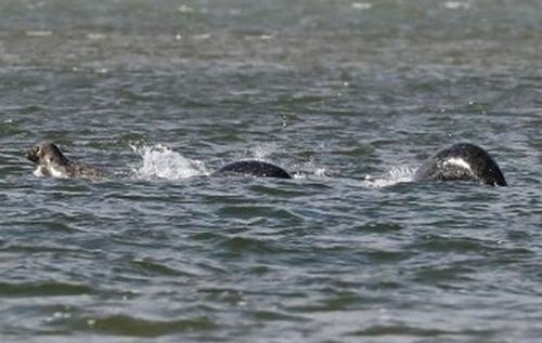 #长白山天池#长白山天池水怪频频出现,它到底是什么生物?科考队揭晓真相