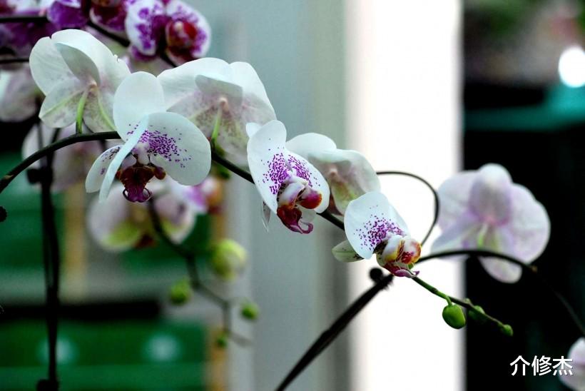 生肖|7月份月老赐姻缘，幸福来相聚，遇到佳人修成正果4大生肖