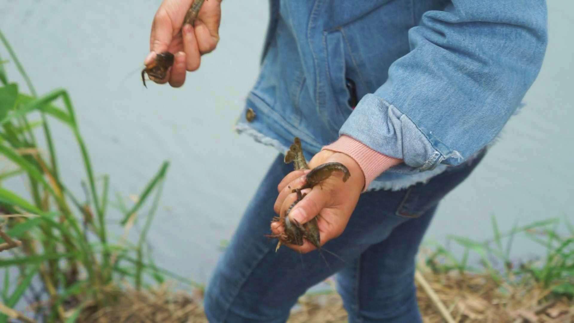 @你还在买小龙虾吃吗？这里不要钱！刺激好玩，还能美餐一顿！