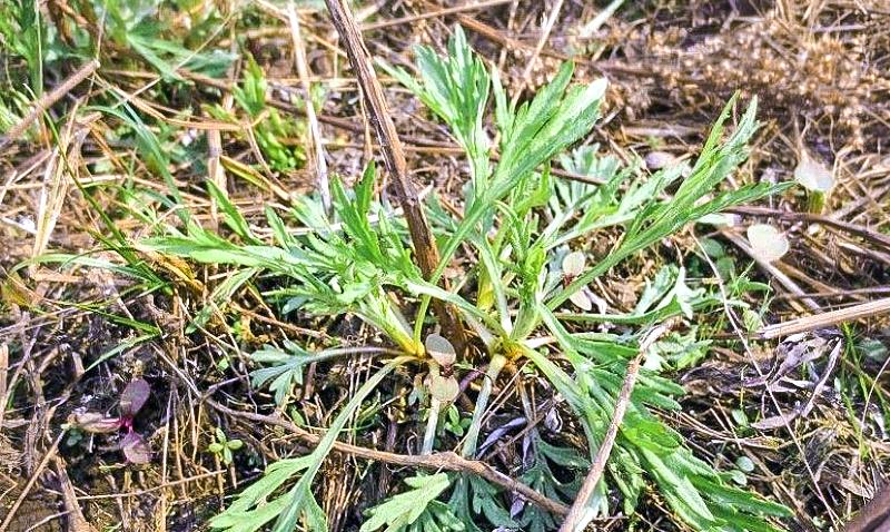 野菜|曾是河边1杂草,今15元1斤,李时珍:久食补中益气,明目轻身