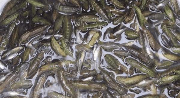 []它一小时能吃掉840只蚊子，却被人们吃到快灭绝