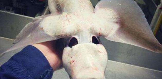 海洋生物|海底一万米究竟有多恐怖？8200多米的深海，鱼已经不是鱼了