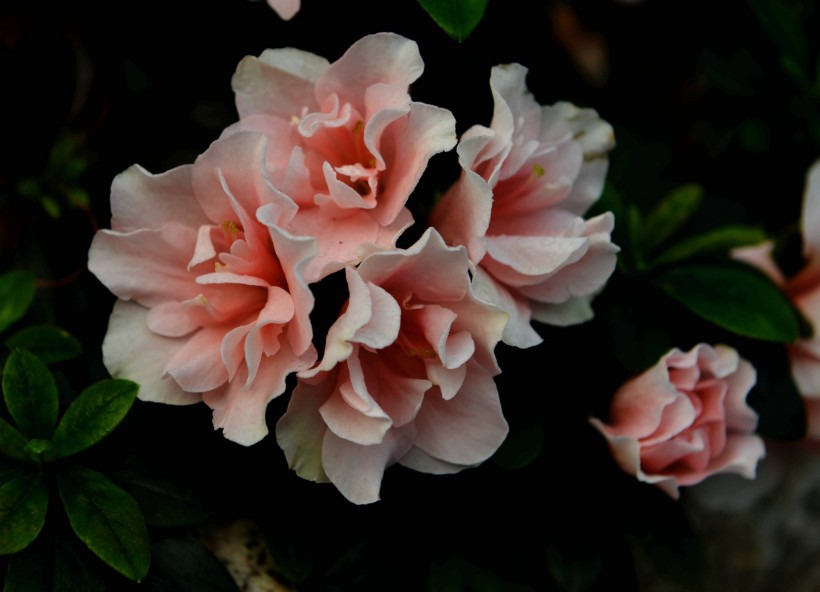 @未来半月运气爆棚，贵人逐渐出现，财运更是如意冲天的四大属相