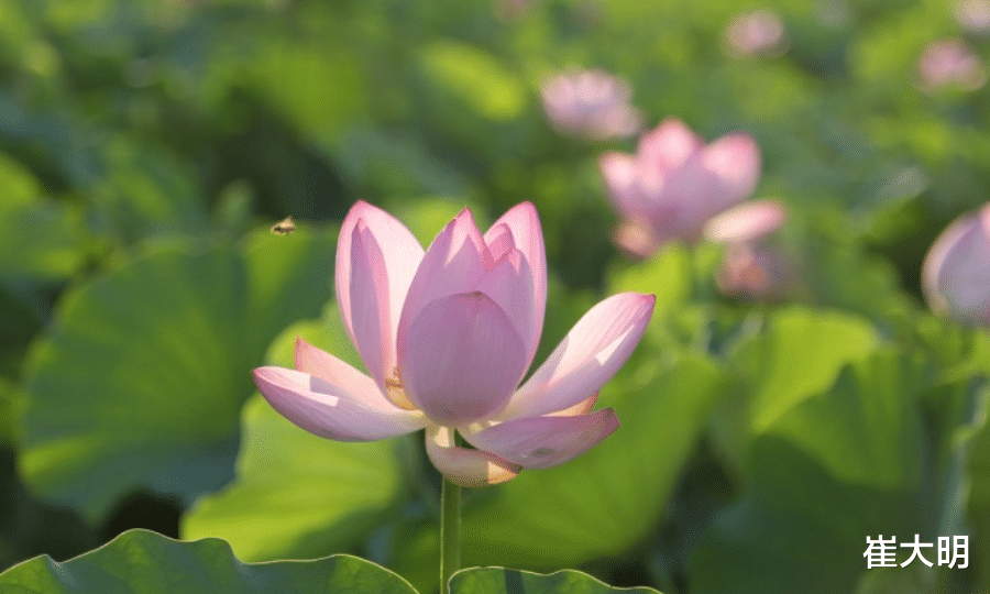 #吉星#七月开始：财利丰厚，吉星相助，聚财如雨的生肖