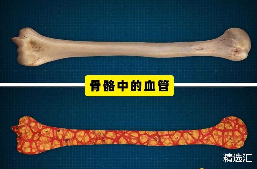 科学家|人体新发现：近些年来，科学家们所发现的7个新的身体部位