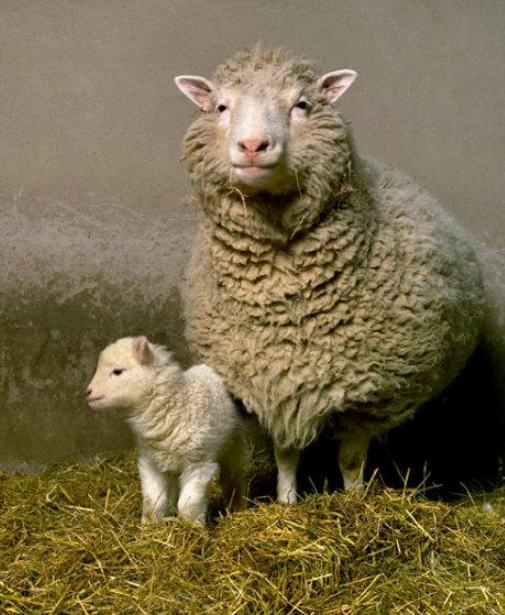 |为何没人再提克隆技术了？看24年前的克隆羊多莉结局，你就明白了