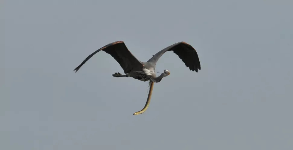 苍鹭|惨烈！蛇鳗从苍鹭肚中钻出，苍鹭仍淡定飞翔，最后怎样了？